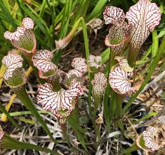 Best edible landscape plants for florida. Explore The Fascinating Appetite Of Carnivorous Plants