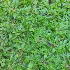 Bukan hanya itu, rumput gajah mini juga sangat mudah untuk di tanam dan kemungkinan besar mampu tumbuh kembangnya jauh lebih besar lagi, inilah mengapa di kenal dengan nama rumput gajah. Jual Bibit Rumput Gajah Mini Murah Rumput Gajah Mini Murah Rumput Gajah Jakarta Barat Scarlettech Tokopedia