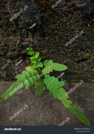 Image result for Blechnaceae