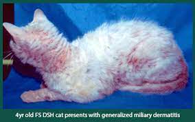 Disease Spotlight Feline Miliary Dermatitis Animal Dermatology Referral Clinic Adrc