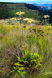 Image result for Helichrysum acutatum