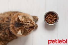 Kedi Mamasi Secerken Dikkat Etmeniz Gerekenler 2020 Tahilsiz Kedi Saglikli