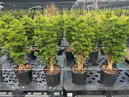 Image result for Polyscias kivuensis