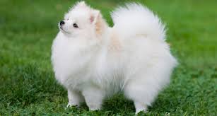 Use the search tool below and browse adoptable pomeranians! Pomeranian Dog Breed Essential Facts Temperament And Care Info