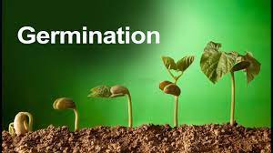Definition of seed in the idioms dictionary. Class 5 Science Plant Germination Learn About Seed Germination Pearson Youtube