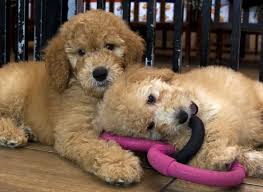 Dog rescue of maryland is an organization which rescues dogs who need some time to find their forever home. Judge Upholds Maryland Ban On Pet Stores Sale Of Cats Dogs