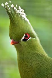 Bird With Fluffy Hair On Head Strange But So Pretty I M Not Sure What Type Of A Bird This May Be Pretty Birds Birds Beautiful Birds