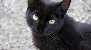 Sexta Feira 13 Gato Preto Da Azar Azar Tem O Gato Com Certos Donos Terras Do Homem