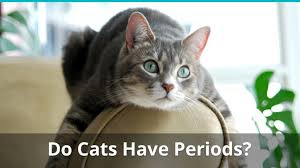 Do Female Cats Have Periods Bleed During A Menstrual Cycle