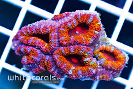 Acanthastrea Rainbow
