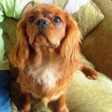 It's also free to list your available puppies and litters on our site. Lovely Solid Ruby Kc Cavalier King Charles Spaniel Bungay Suffolk Pets4homes