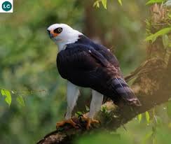 Black And White Hawk Eagle Facts Https Www Facebook Com Wonderbirds 171150349611448 Diều đen Trắng Họ ưng Accipitridae Trung Va Nam Mỹ Black A Birds In Flight Birds Of Prey Hawk Eagle