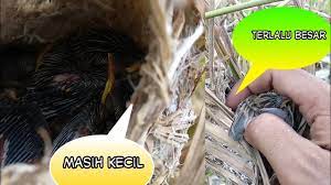 Download lagu burung cici padi mp3 dan video klip mp4 (4.22 mb) gudanglagu. Mikat Cici Padi Merah Salome Di Sawah Seruuu By Dedi Channel