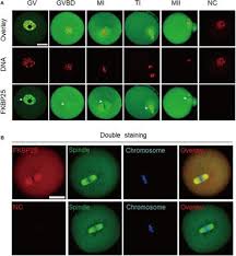 City university of hong kong | cityu. Fkbp25 Regulates Meiotic Apparatus During Mouse Oocyte Maturation Cell And Developmental Biology Frontiers