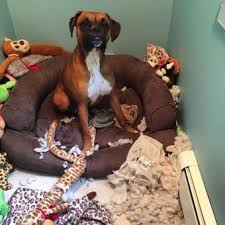 Older children will fit well with the vizsla dog. Boxer Dog Is Hyper Puppies And Adults
