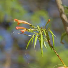 Image result for Tecoma fulva