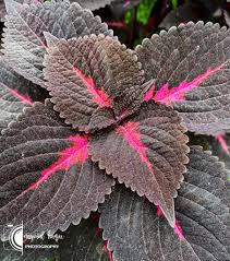 Image result for Coleus sessilifolius