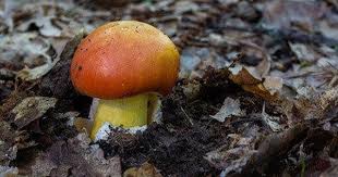 Kaiserling Kaiserpilz Amanita Caesarea Merkmale Zunachst Sind Die Jungen Pilze Vollstandig Mit Einer Eiformig Pilze Sammeln Pilze Malvorlagen Fur Kinder