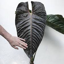 Anthurium Chamberlainii Tanaman Dalam Rumah Bunga Tanaman Hias Daun