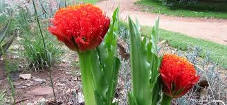 Image result for Scadoxus
