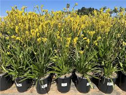 Image result for Anigozanthos