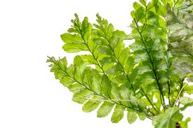 Image result for Trichomanes