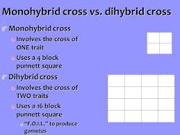 • a dihybrid is an individual that is heterozygous at two genes (yyrr). Genetics 10 2 10 3 Ch 11 Sb2 Students Will Analyze How Biological Traits Are Passed On To Successive Generations C Using Mendel S Laws Explain Ppt Download