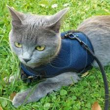 Ferplast Jogging Kedi Gogus Tasmasi Takimi Xlarge
