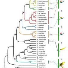 Image result for Lipocarpha atra
