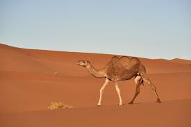 These humps give camels their legendary ability to travel up to 100 desert miles without water. A Three Humped Camel Discovered On The Arabian Peninsula Kawa