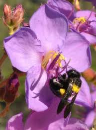 Image result for Dissotis pulchra