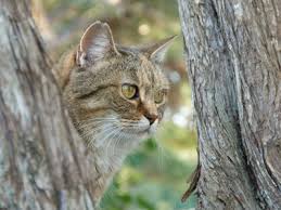 This can be very meaningful and allows you to keep your cat close to home. Prices Memorial Wood Pet Crematorium