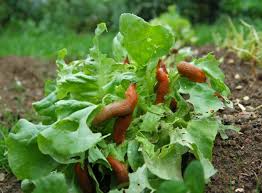 Maybe you would like to learn more about one of these? Mollusks Are Eating Lettuce How To Have Snail Slug Free Lettuce Plants In The Garden