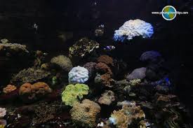 In 1947 he returned to england, was called to the bar in 1949, and was appointed a deputy public prosecutor in the malayan federal. Penang Aquarium Akuarium Tunku Abdul Rahman Batu Maung