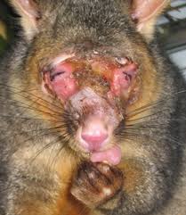 Brushtail Possum An Overview Sciencedirect Topics