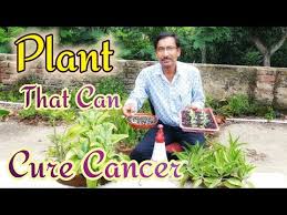 Propagation Of Cancer Curing Plant Kalanchoe Aranto Youtube