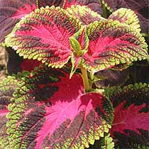 Image result for Coleus rhodesianum