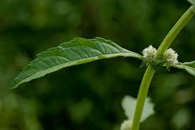 Image result for Hyptis lanceolata