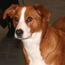Alle yourdog varianten bevatten smaakvolle buffel en kip. Austrian Pinscher Osterreichischer Pinscher