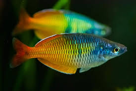 Jadi, meskipun anda hanya menyimpan satu ikan cupang untuk satu akuarium, itu masih menyenangkan. 60 Jenis Ikan Hias Air Tawar Aquarium Lengkap Dari A Z