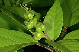 Image result for Necepsia castaneifolia