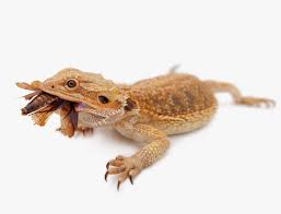 High Desert Dubia Farm Medium Dubia