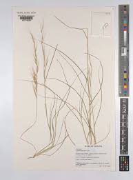 Image result for Aristida rhiniochloa