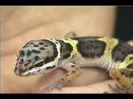 How To Care For A Leopard Gecko Feeding Schedule For A Gecko