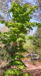 Lime Tree At The Campsite In The Var Dept
