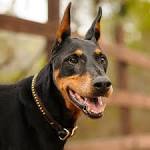 Black Dogs - List of Black Dog Breeds