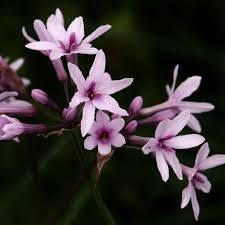 Image result for Tulbaghia cameronii