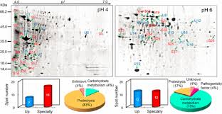 Exploring Pathogenic Mechanisms of Botrytis cinerea Secretome under  Different Ambient pH Based