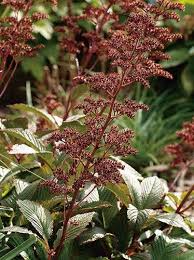 Image result for Rodgersia chocolate wings