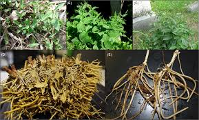 Image result for Vincetoxicum cernuum